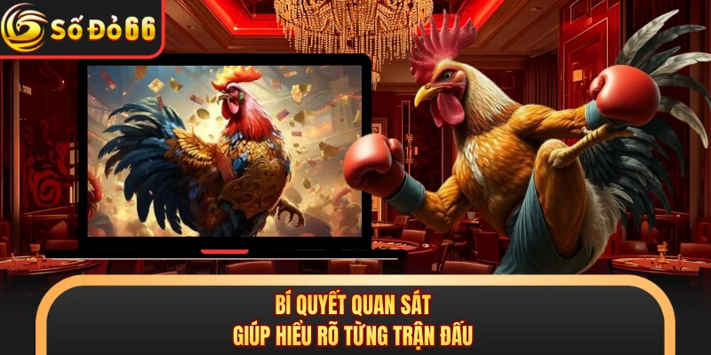 Đá Gà Thomo C2 Gây Chú Ý Với Giải Đấu Hấp Dẫn Tại SODO66 - oxivo.website