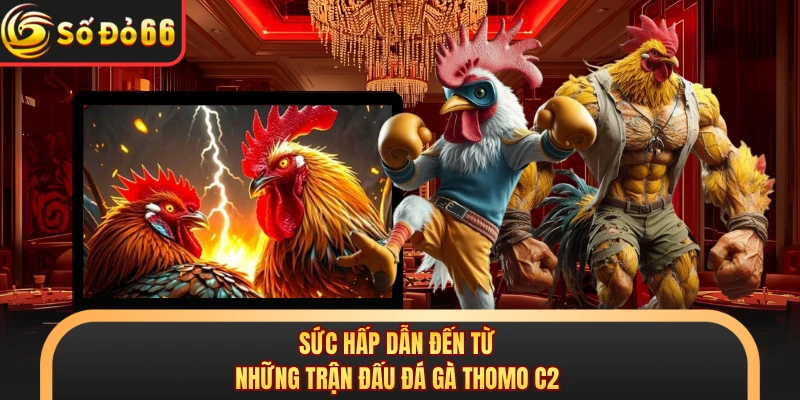 Đá Gà Thomo C2 Gây Chú Ý Với Giải Đấu Hấp Dẫn Tại SODO66 - oxivo.website